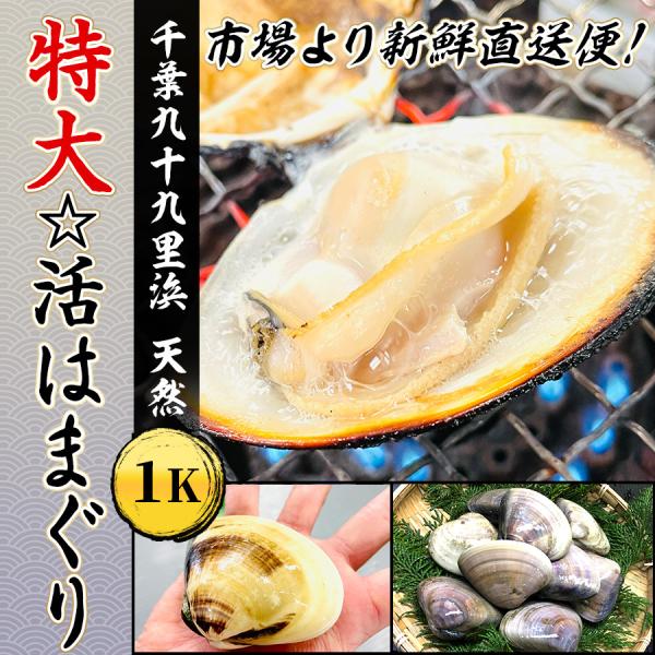 活はまぐり 1kg (7〜10個) 千葉九十九里浜産 1個／100g〜特大サイズ はまぐり 蛤 ハマグリ BBQ ひな祭り 地蛤