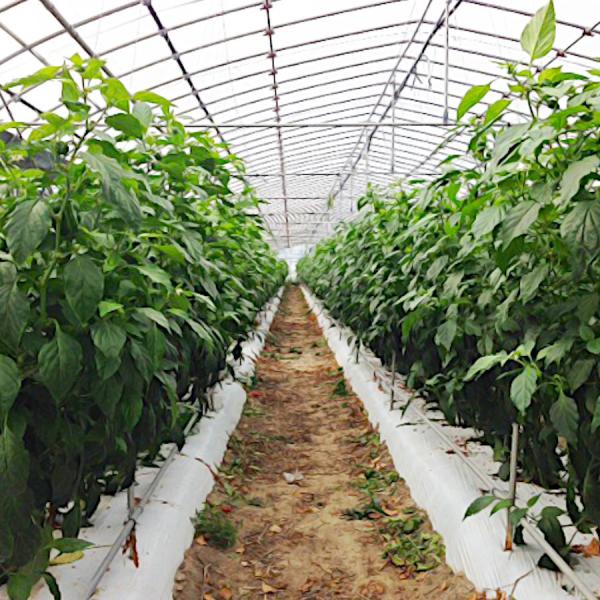 R[eBO5+1UV 0.1mm×400cm [^[Jbg̔