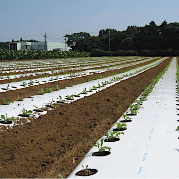 `[nV 0.025mm×180cm×200m×1{ lzs