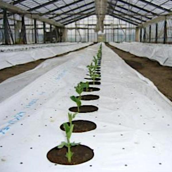 `[nVT}[ 0.025mm×135cm×200m×1{ lzs