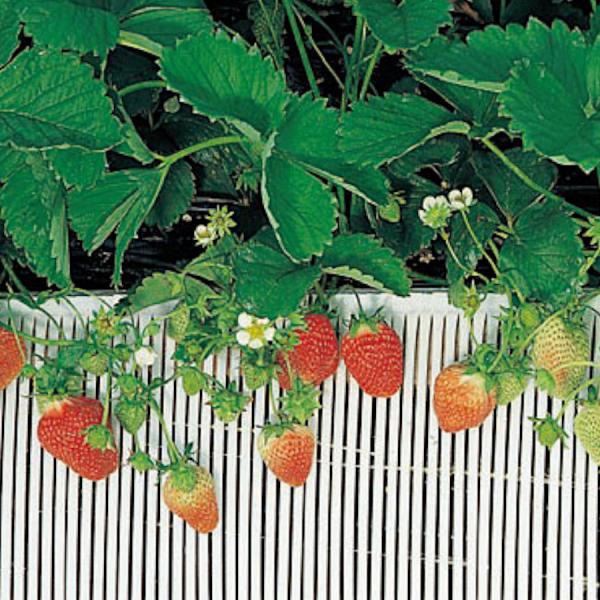 Xg[XmR  1^-30 300mm×25m 6