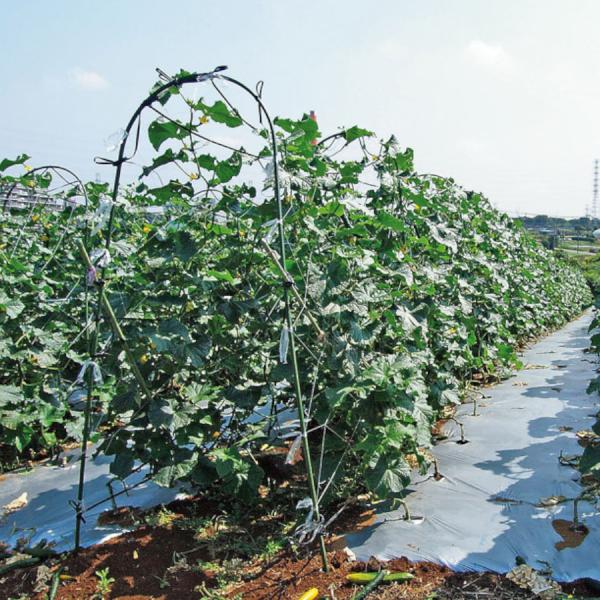 @l A[`pCvZbg 20mm 1900mm 1450mm 100gZbg