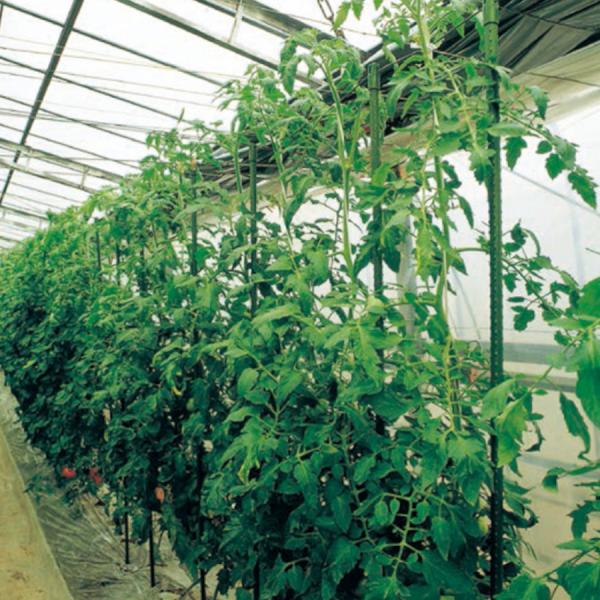 ϐ C{| \Lbvt 16mm×1800mm×250{Zbg @l