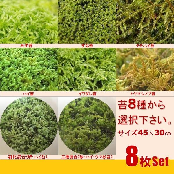 観葉コケ８種からの８枚set 45cm 30cm 水苔 和庭 オブジェ ガーデニング 東名阪は送料込 112g Koke 1 かくやす屋 通販 Yahoo ショッピング