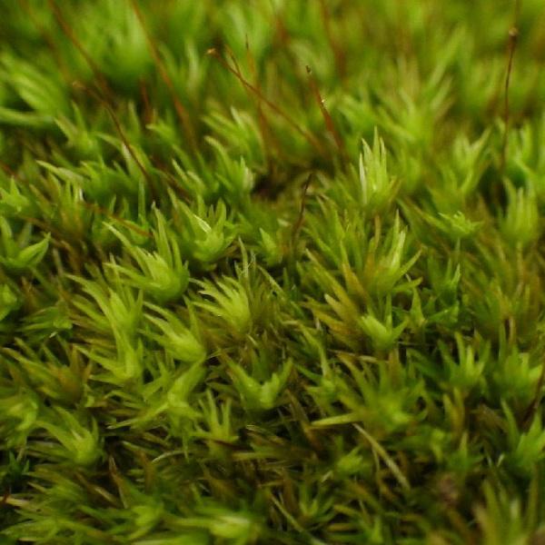 植木 盆栽 ホソバオキナゴケの人気商品 通販 価格比較 価格 Com