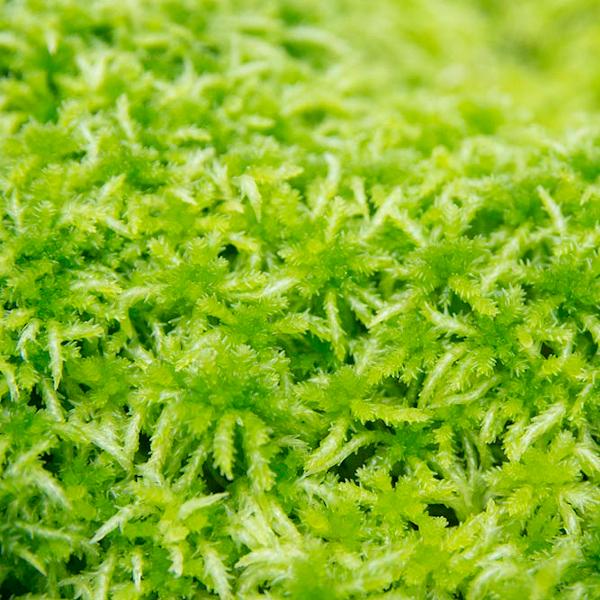 盆栽 水苔の人気商品 通販 価格比較 価格 Com