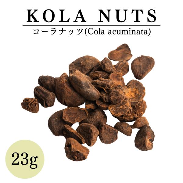 コーラナッツ 23g  ( ジャマイカ 産）   鎌倉てとら  ( 鎌倉香辛料 ）