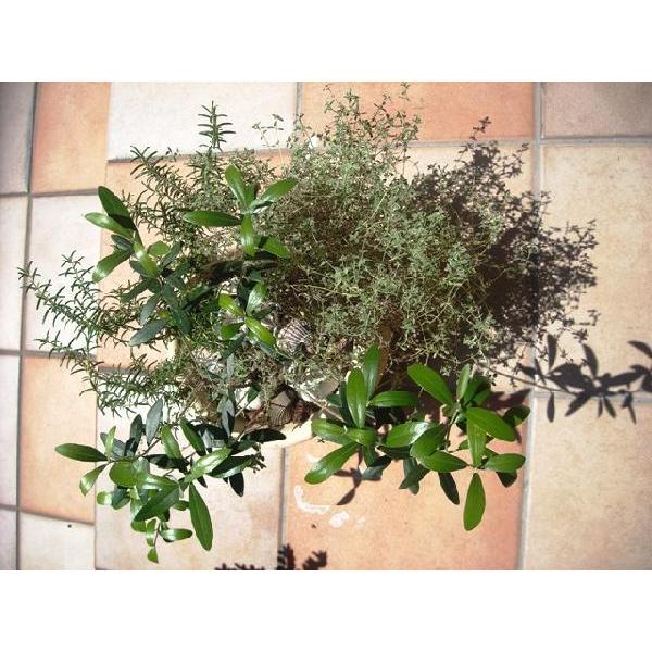 オリーブの木にタイムとローズマリーの寄せ植え キット Buyee Buyee Japanese Proxy Service Buy From Japan Bot Online