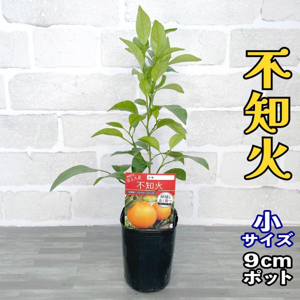 kamiharu-engei_10000143