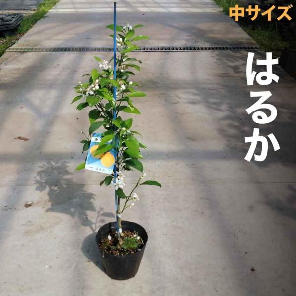 みかん 苗木 はるか【ベランダで育成】 ２年生  鉢植え 接ぎ木苗  [中] 15cmポット 果樹 みかん ミカン