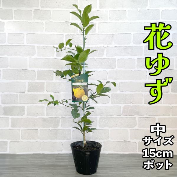 みかん 苗木 花ゆず　一才ゆず【ベランダで育成】鉢植え 接ぎ木苗 ポット植え [中]15cmポット 柑橘 果樹 果物 ミカン　はなゆ　