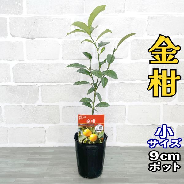 金柑 苗木 [小] 9cmポット 【ベランダで育成】 1年生苗 3号 鉢植え 接ぎ木苗 ポット植え 柑橘 果樹 果物 ミカン キンカン
