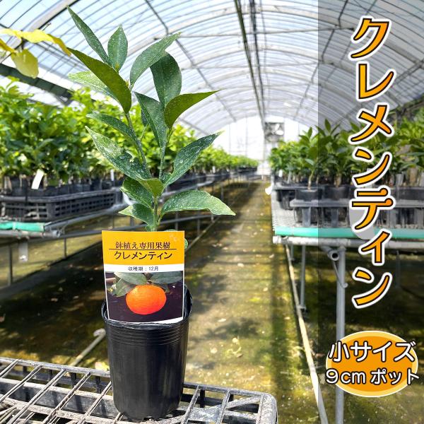 みかん 苗木 クレメンティン [小] 9cmポット 【ベランダで育成】 1年生苗 3号 鉢植え 接ぎ木苗 ポット植え 柑橘 果樹 果物 ミカン