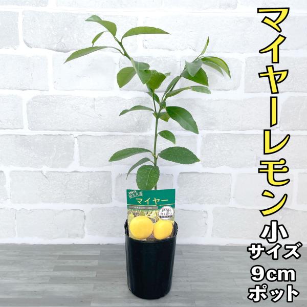 マイヤーレモン苗木♪（実付き）写真が届きます(⁠◕⁠ᴗ⁠◕⁠✿⁠) 植木 マイヤーレモン」の人気商品一覧 | 安い商品を通販サイト