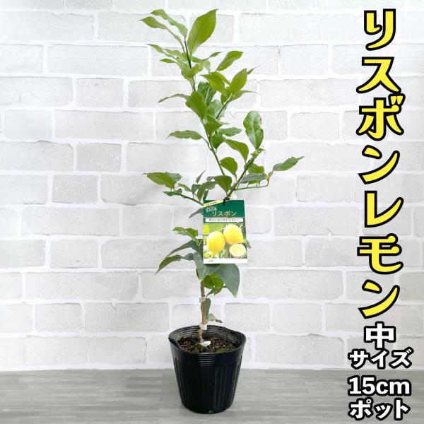 レモン 苗 リスボン 【ベランダで育成】2年生苗 鉢植え 接木 レモン 苗 リスボン 【ベランダで育成】2年生苗 鉢植え 接木