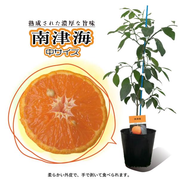 みかん 苗木 南津海【ベランダで育成】鉢植え 接ぎ木苗 ポット植え [中] 15cmポット 柑橘 果樹 果物 家庭菜園 ミカン