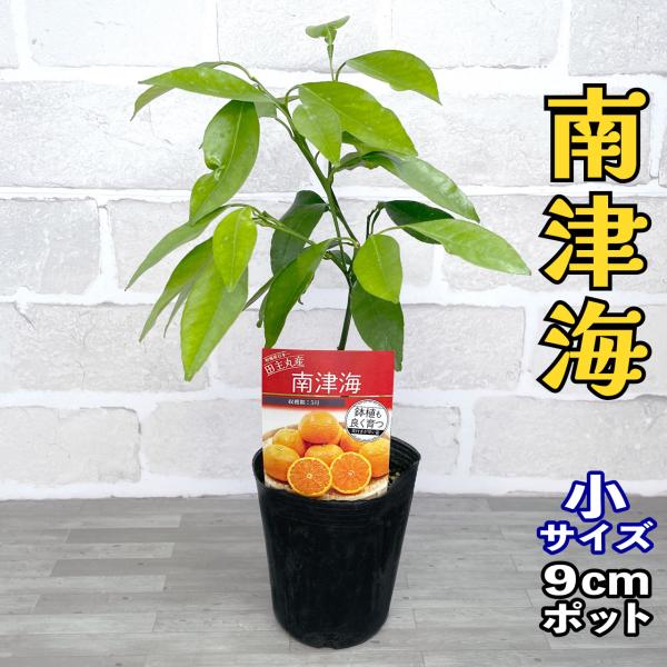 みかん 苗木 南津海 [小] 9cmポット 【ベランダで育成】 1年生苗 3号 鉢植え 接ぎ木苗 ポット植え 柑橘 果樹 果物 家庭菜園 ミカン