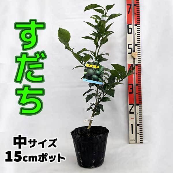 スダチ すだち 苗木【自宅で簡単】　2年生苗 鉢植え 接ぎ木苗 ポット植え [中] 15cmポット 柑橘 家庭菜園 酢橘