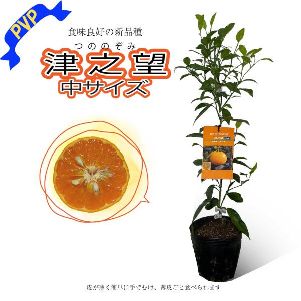 みかん 苗木 津之望【ベランダで育成】鉢植え 接ぎ木苗 【PVP】 [中]15cmポット 柑橘 果樹 果物 ミカン