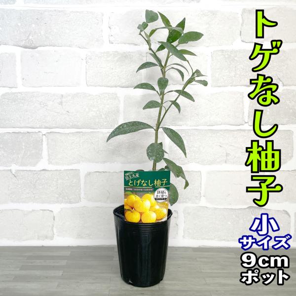 とげなし柚子(ゆず) 苗木【ベランダで育成】鉢植え 接ぎ木苗 [中]15cmポット 柑橘 果樹 ギフト 寒さに強い　ゆず湯 トゲ無し