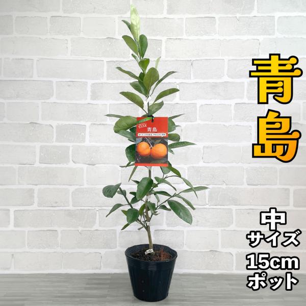 みかん 苗木 青島温州【ベランダで育成】鉢植え 接ぎ木苗 ポット植え [中] 15cmポット 柑橘 果樹 果物 家庭菜園 温州みかん ミカン
