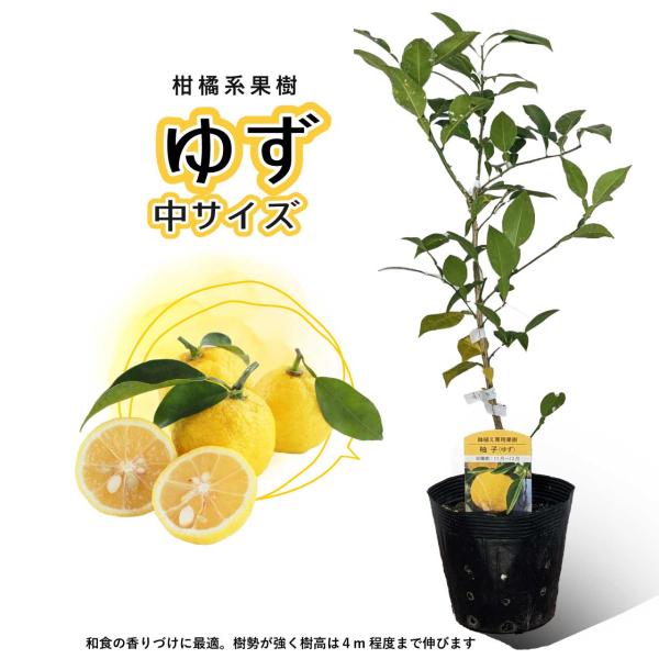 柚子(ゆず) 苗木【ベランダで育成】　２年生苗　鉢植え 接ぎ木苗 [中]15cmポット 柑橘 果樹 本柚子　冬至　ゆず湯