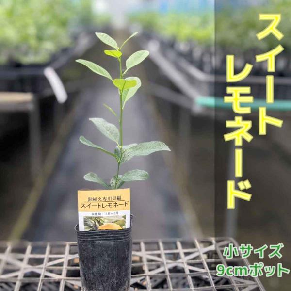 レモン 苗木 スイートレモネード 【ベランダで育成】  鉢植え 接ぎ木苗 ［小］9cmポット 果樹 果物 フルーツ 家庭菜園