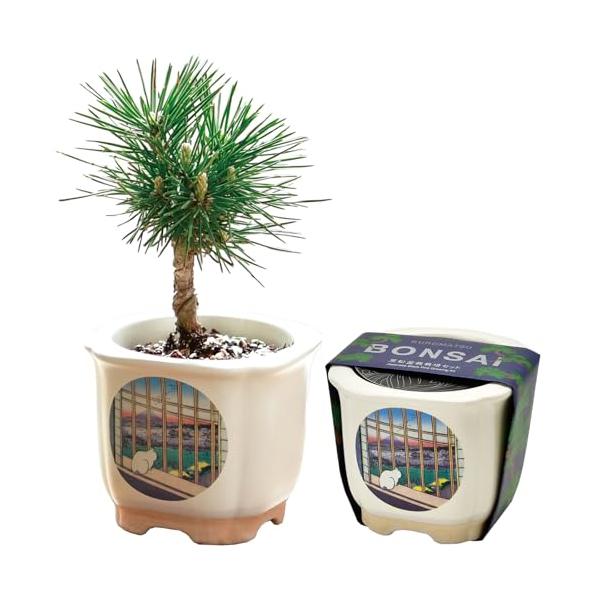 セット内容:鉢,培養土,説明書,種,不織布商品サイズ:約8.5*8.5*7.5cm商品重量:約305g素材:陶器生産国:日本DIY・工具・ガーデン/ガーデン/種・苗/栽培キット