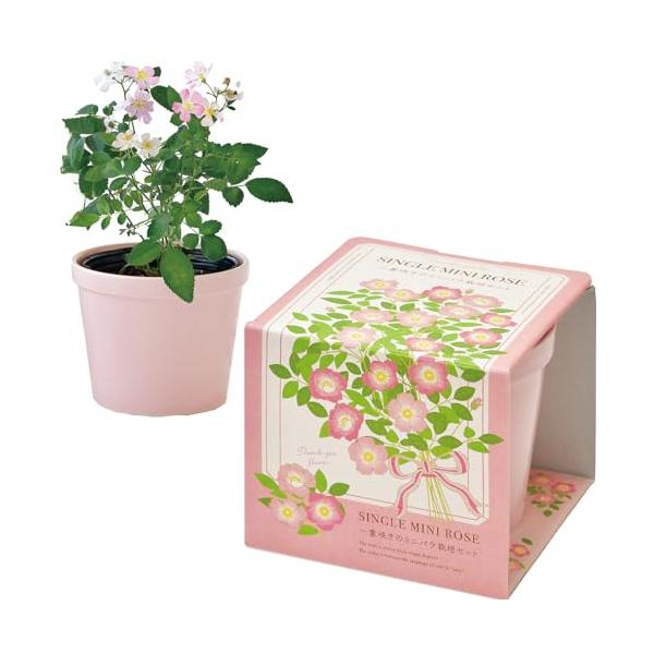 商品サイズ:約10.4*11*9.3cm商品重量:0.4kgセット内容:ポット,インナーポット,鉢底シート,培養土,種,説明書(日本語/英語)素材:陶器栽培の際は説明書をよくお読みくださいDIY・工具・ガーデン/ガーデン/種・苗/栽培キット