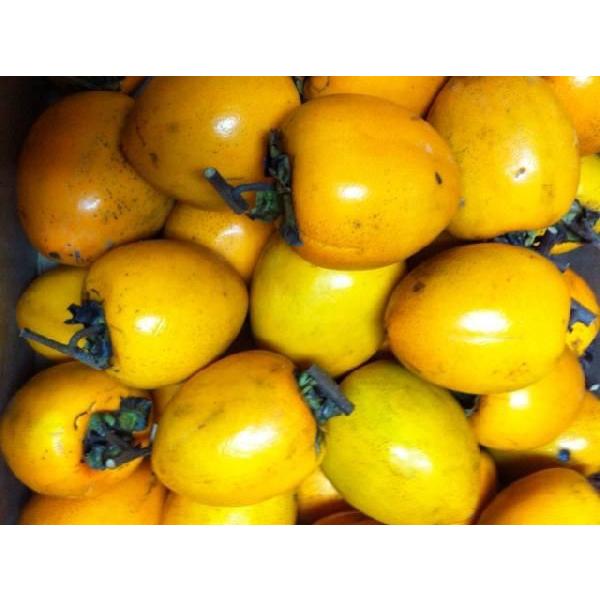 邵`(`)pa`(Ԋ`)10kg(TCY)F{EQEEa̎RY