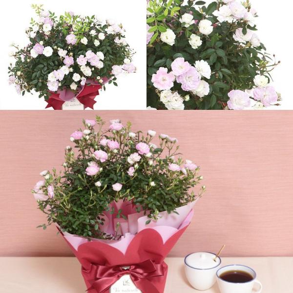 母の日ギフト 21 送料無料 フラアート花門 つるバラ 鉢植え 真珠貝 マダガスカルジャスミン 花鉢 母の日 プレゼント 花 フラワー ギフト フラワーギフト Buyee Buyee Jasa Perwakilan Pembelian Barang Online Di Jepang