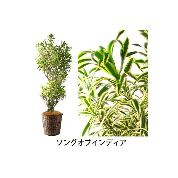 グリーン ギフト フラアート花門 観葉植物 大鉢B プランツ  開店祝い 就任祝い 移転祝い 引っ越し祝い 新築祝い お祝い 記念日  爆買