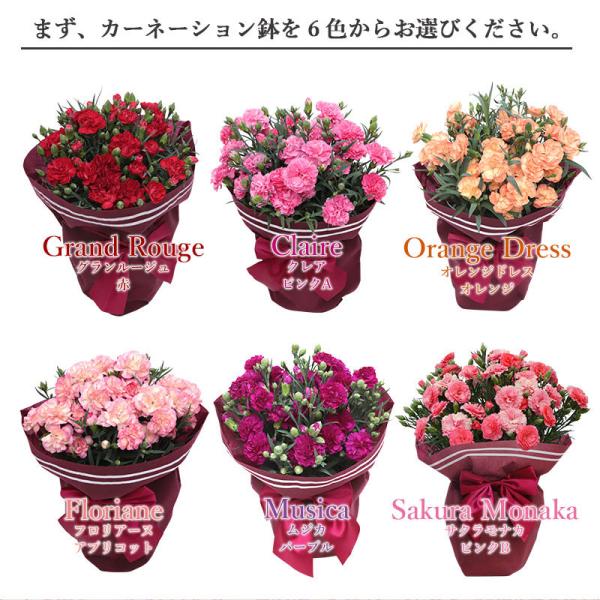 母の日 ギフト 21 カーネーション 鉢植え 6色選択 赤 ピンク オレンジ アプリコット パープル 2色ピンク 送料無料 プレゼント 花 フラワー 母の日ギフト 花鉢 Buyee Buyee 提供一站式最全面最專業現地yahoo Japan拍賣代bid代拍代購服務 Bot Online