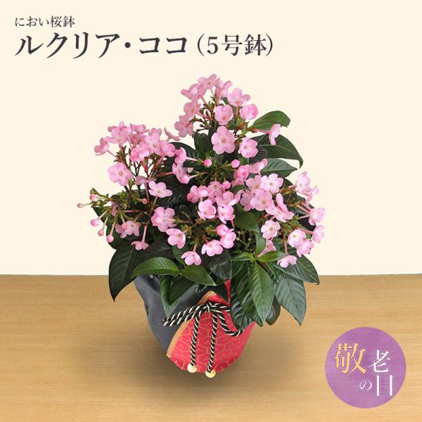 鉢植え 生花の人気商品 通販 価格比較 価格 Com