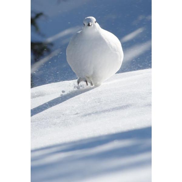 雷鳥写真家 高橋広平さんが撮影した四季折々の様々な瞬間の雷鳥が収められた雷鳥写真集です。 2016年に限定発売した写真集を元に「いちごDAIFUKU」など新・未発表作品を加え再編集、雷鳥の営みが写真とエッセイで紹介されています。 写真点数は...
