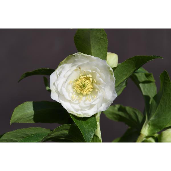 クリスマスローズ ホワイトアフロディーテ 【公式通販】