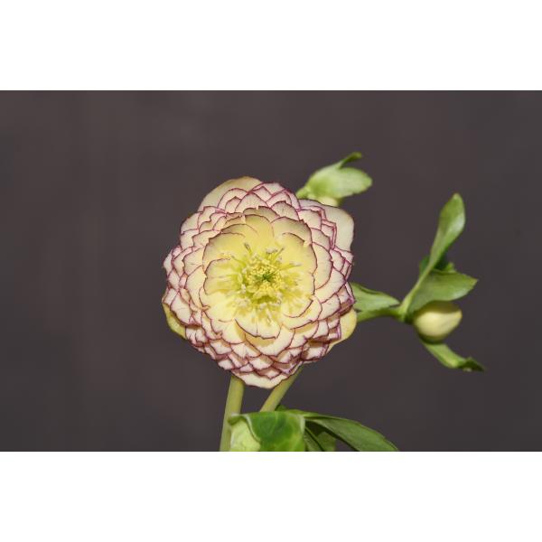 クリスマスローズ 開花実績株 DDやや小輪イエローピコティ 【公式通販】