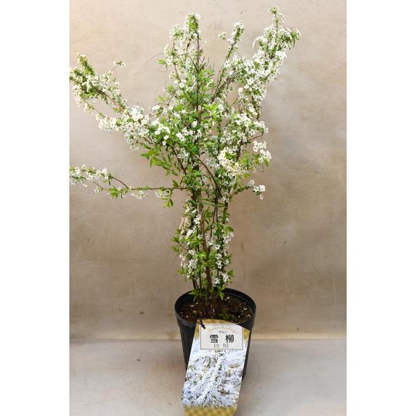 枝垂れた枝に白い小花を沢山咲かせる落葉樹です。樹高約60cm　18cmプラポット