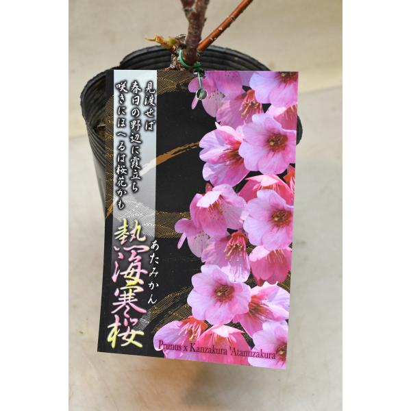 熱海寒桜は早咲きの一重咲き品種です。3月上旬から中旬に淡紅色の一重咲き、中輪の花を咲かせます。樹高約30cm〜35cm　10.5ｃｍロングポリポット