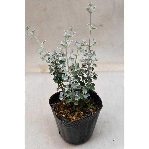 ラゴティア ハスタータ 3号ポット