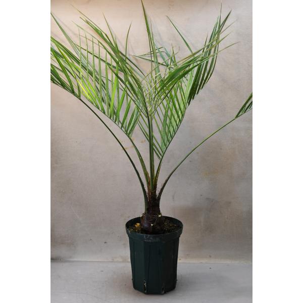 ココスヤシ（ヤタイヤシ）6号ポット : 金井園芸 - 通販 - Yahoo