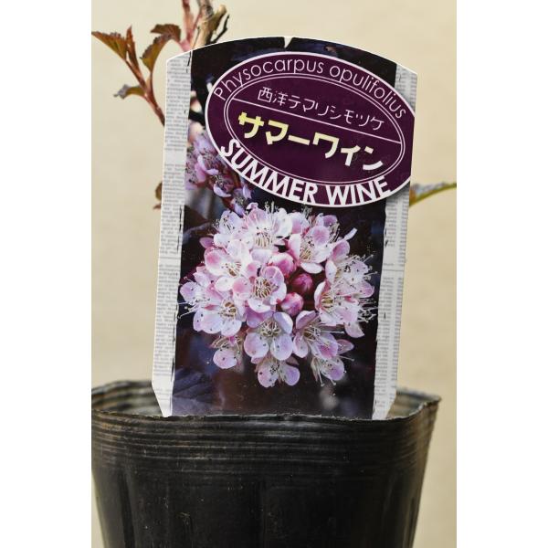 テマリシモツケ　サマーワインは切れ込みの入った濃赤紫色の葉が魅力のカラーリーフプランツです。矮性の品種で、コンパクトな株にまとまります。樹高約20cm　10.5ｃｍポリポット