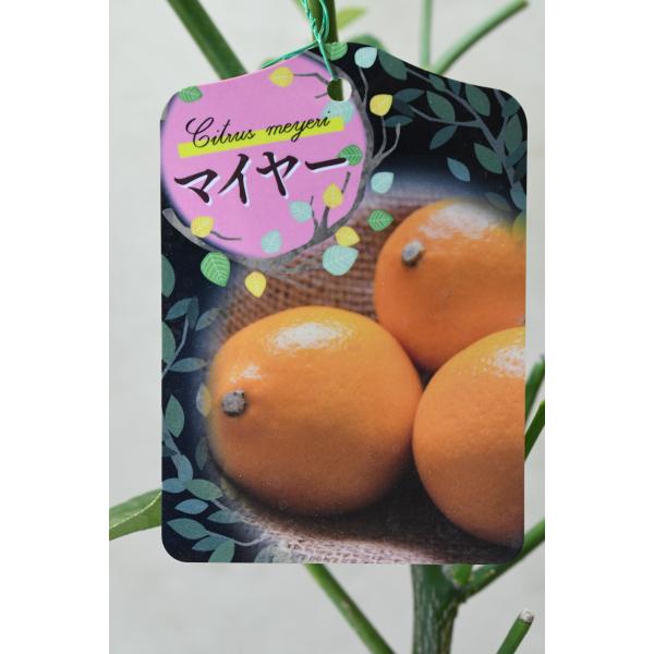 マイヤーレモン 接木苗 6号鉢 果樹 柑橘類 : 金井園芸 - 通販 - Yahoo