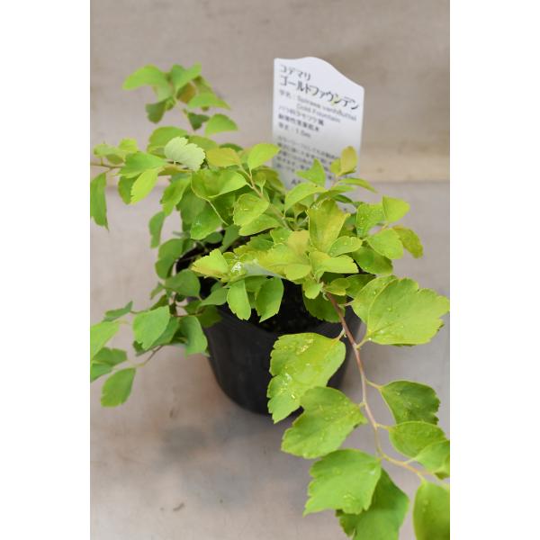 春にオレンジ色の葉が芽吹き5月頃に白い小花が手毬状に咲きます。剪定にも強く、樹形を整えやすく、花のない時期もカラーリーフが美しい落葉樹です。苗木の樹高約15cm　9cmポリポット