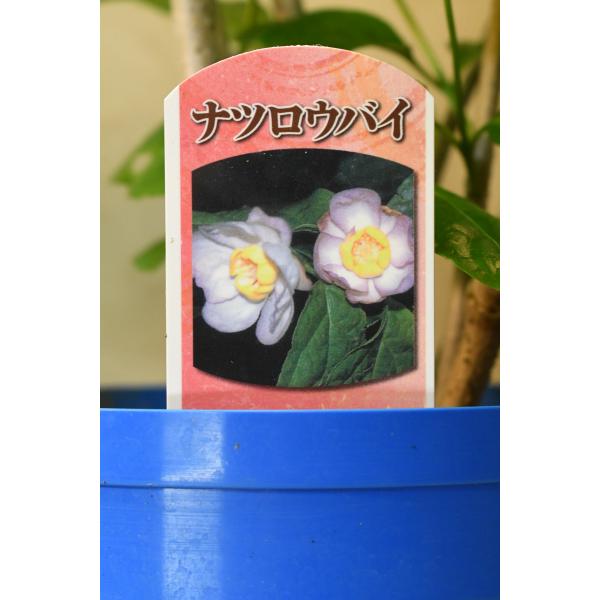 ナツロウバイはロウバイ科の落葉樹です。5月〜6月の初夏に淡紅色を帯びた花を咲かせます。暑さ、寒さにも強く栽培しやすい花木です。樹高約80cm　18cmプラポット