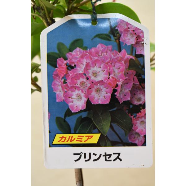 カルミア プリンセス 栽培用 苗木 4.5号ポット : 金井園芸 - 通販