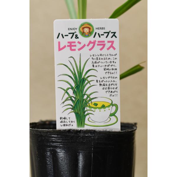 レモングラスはイネ科のハーブで、レモンに似た香りがあります。トムヤンクンなどアジア料理などで使われます。9cmポリポット