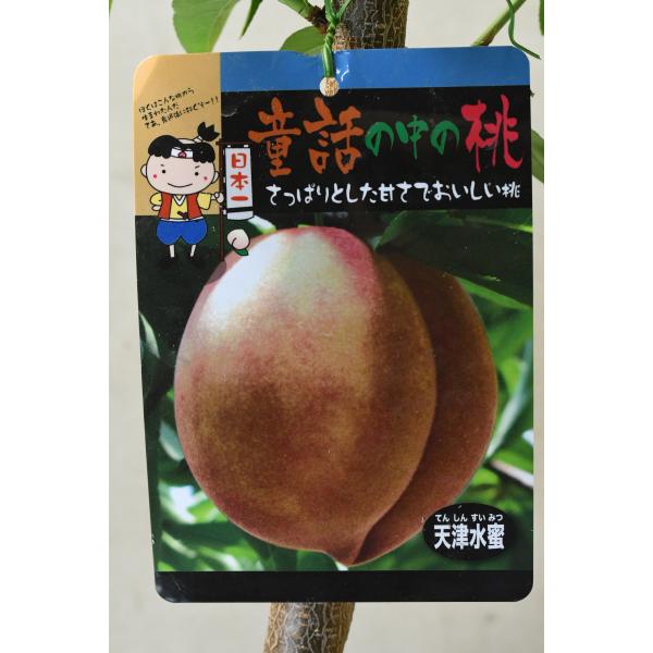桃　天津水蜜は先端が尖り割れ目がしっかりとある形を持ち原種に近い特徴がある桃です。桃太郎の桃を思わせる品種です。硬めの肉質と多汁で、さっぱりとした甘味があり、果肉の紅色が美しくジャムやジュースにおすすめです。樹高約70cm　15cmポリポット