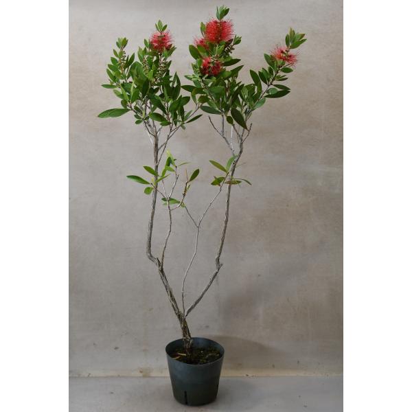 カリステモンはオーストラリア原産のフトモモ科の常緑小高木です。赤いブラシのような花が特徴で、ブラシの木の別名でも知られています。樹高約60cm　13.5ｃｍプラポット