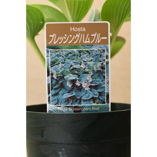 ホスタ　ブレッシングハムブルーは丸みを帯びた美しいブルーグレーグリーンの葉が特徴のギボウシです。草丈約12cm　12cmプラ鉢